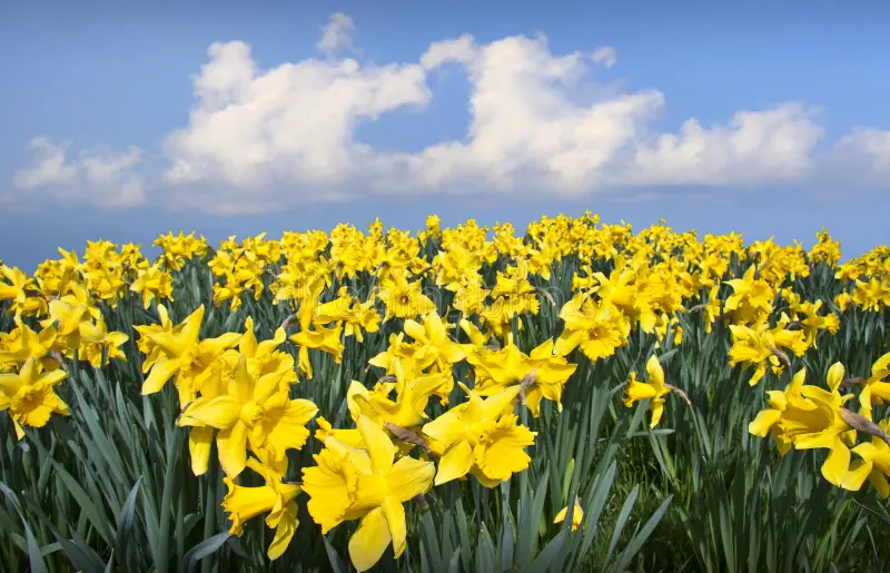 Daffodils
